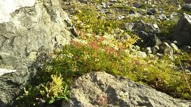 那須岳18 ２ 花咲く登山道 茶臼岳へ 栃木県那須町 ゆる山 湯ったり ぶらり旅 ゆゆぶ
