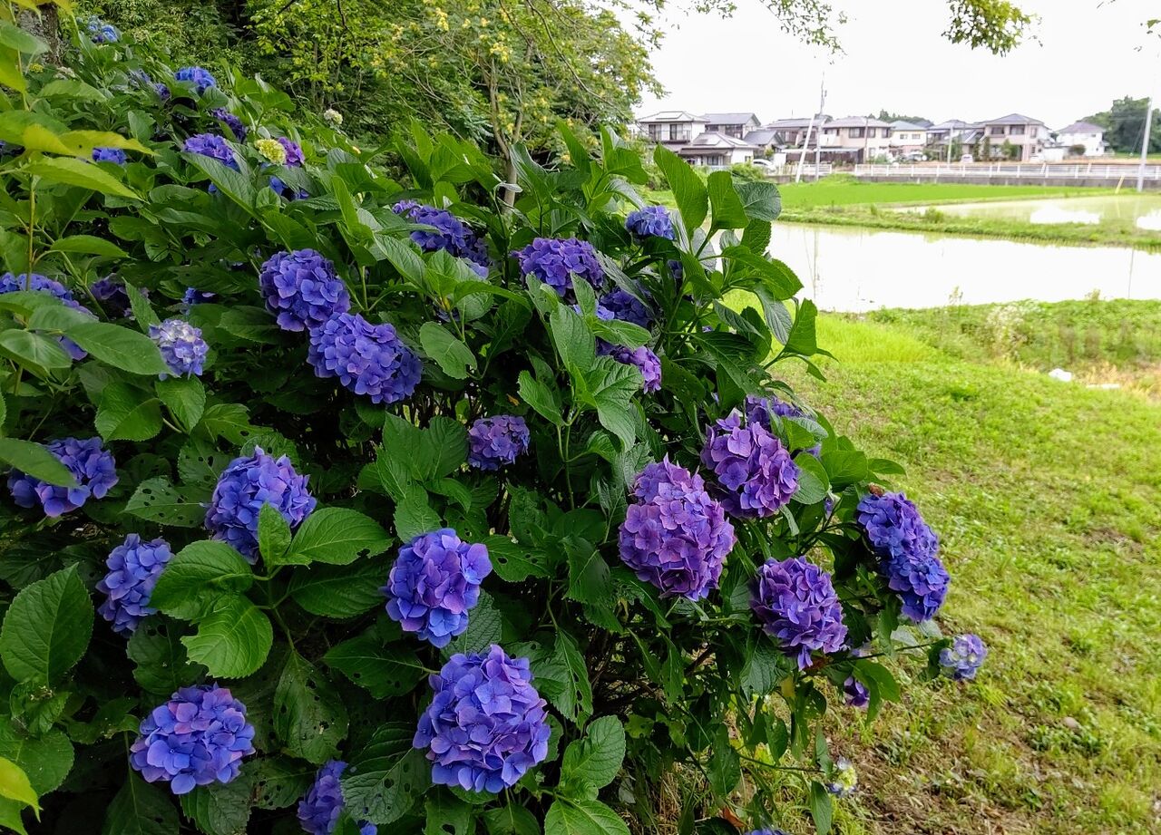 結城歴史公園の あじさい坂 茨城県結城市 ゆる山 湯ったり ぶらり旅 ゆゆぶ