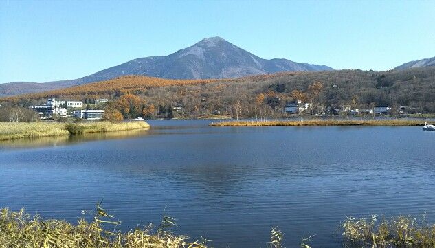 白樺湖と蓼科山と霧ヶ峰☆国道152号沿いのカラマツの黄葉 〔長野県茅野
