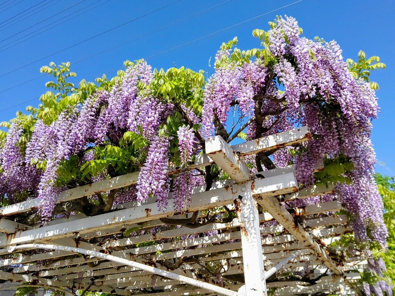藤の花 西部中央公園 栃木県佐野市 遊々 湯ったり ぶらり旅 ゆゆぶ