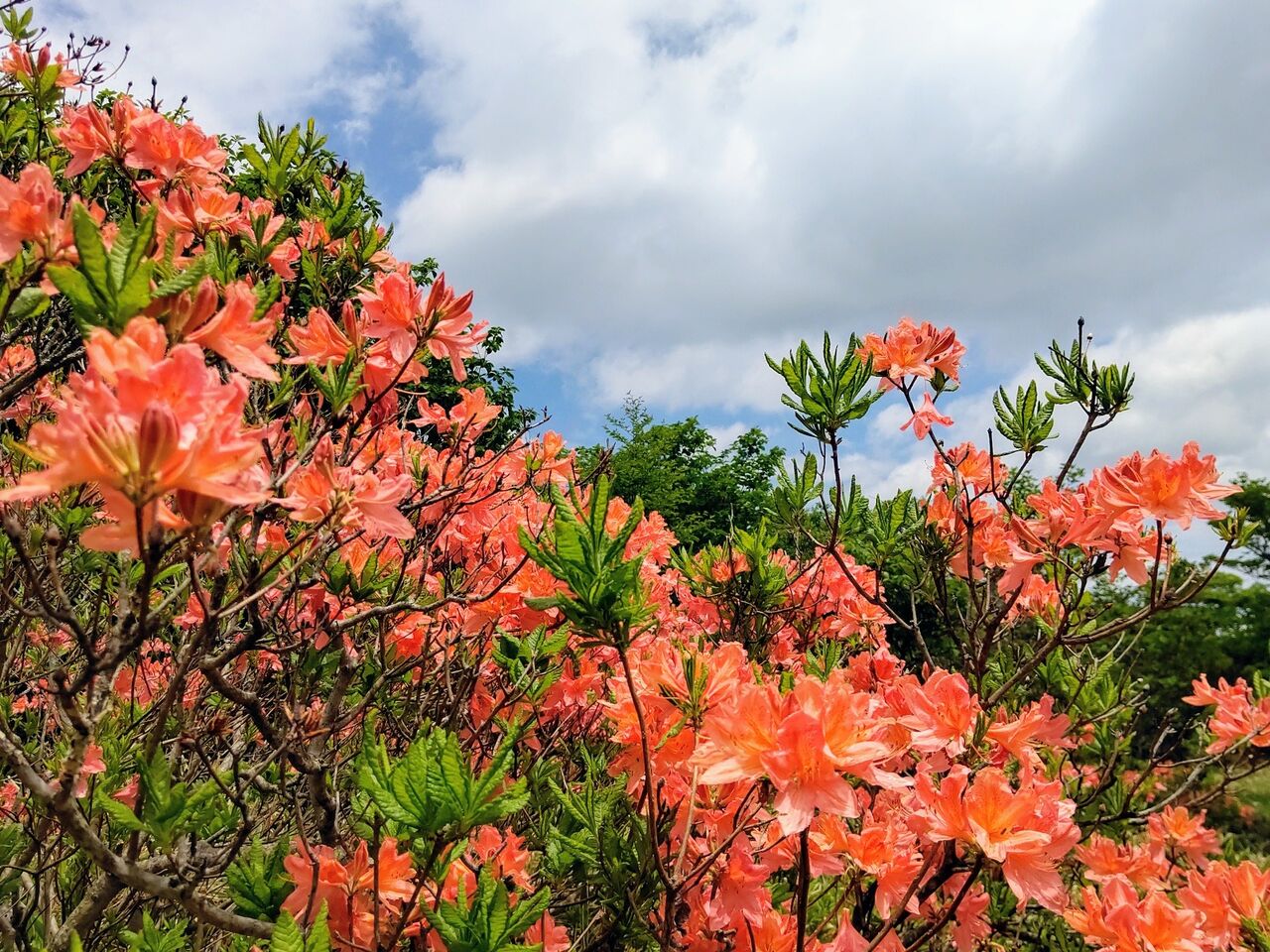 野生の藤の花 レンゲツツジ 栃木県那須町 ゆる山 湯ったり ぶらり旅 ゆゆぶ
