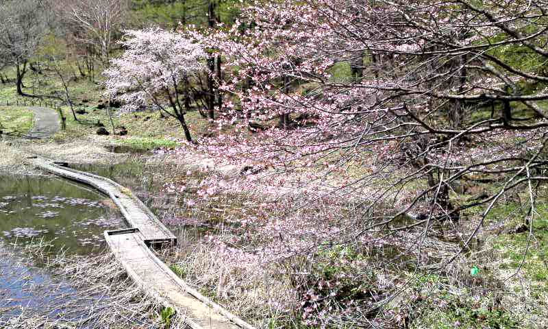 草津温泉の名所 西の河原公園 大露天風呂で日帰り温泉もできますよ 群馬県草津町 遊々 湯ったり ぶらり旅 ゆゆぶ 草津温泉の名所 西の河原公園 大露天風呂で日帰り温泉もできますよ 群馬県草津町 遊々 湯ったり ぶらり旅 ゆゆぶ