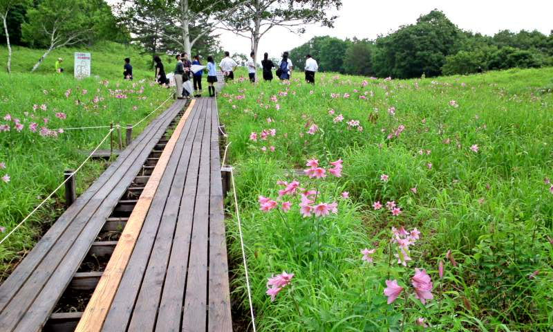 速報 ひめさゆり開花中 高清水自然公園ひめさゆり群生地 １ 福島県南会津町 遊々 湯ったり ぶらり旅 ゆゆぶ