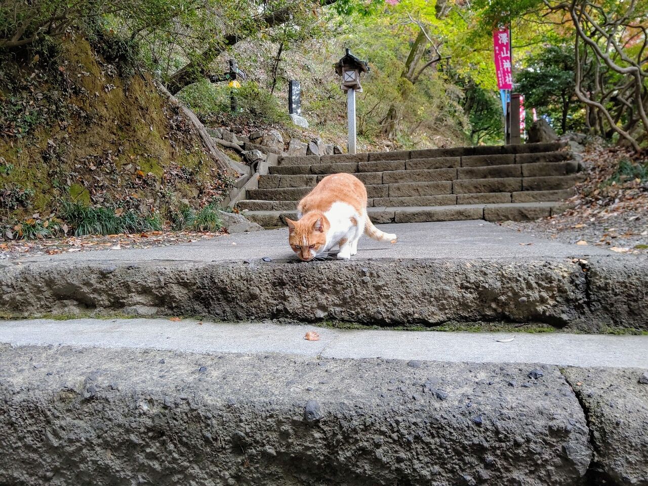 唐沢山 ３ 参道の紅葉と猫 栃木県佐野市 遊々 湯ったり ぶらり旅 ゆゆぶ