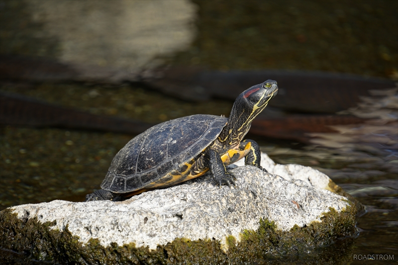 カワセミを狙って野鳥撮影へ Roadstrom