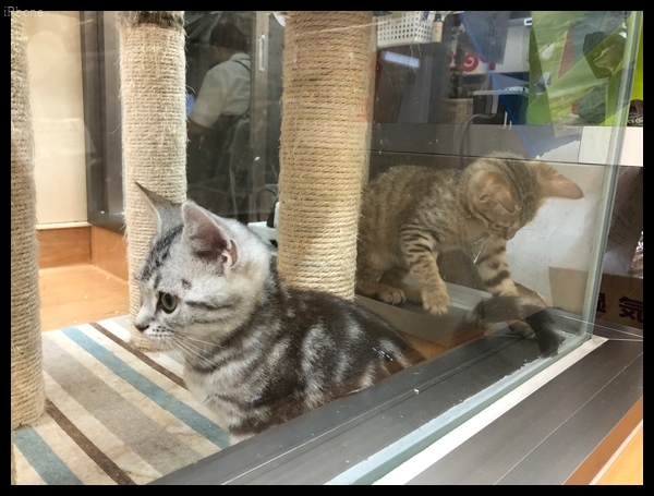 ホムセンなどで売られている犬猫は売れ残ったらどうなるの Roadstrom