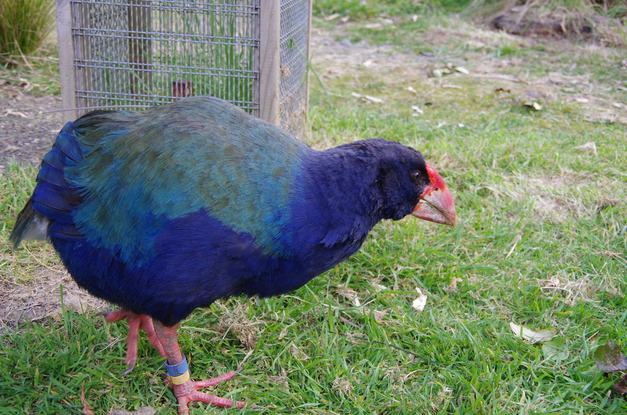 タカヘという絶滅危惧種 物忘れファンクラブ タカヘという絶滅危惧種 物忘れファンクラブ