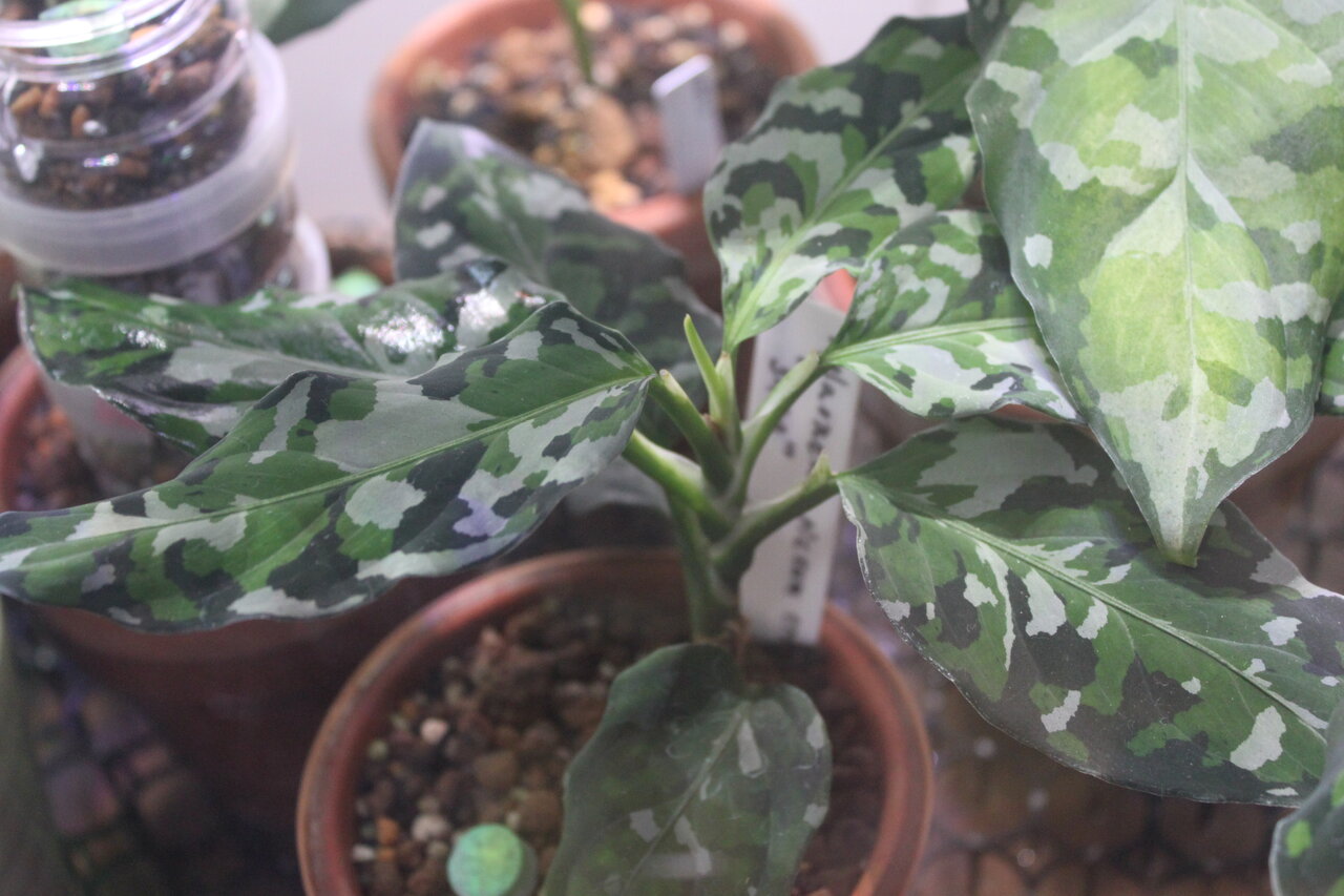 白玉ちゃん1号 用土入れ替え 和えびのわっ 誰得 なブログ