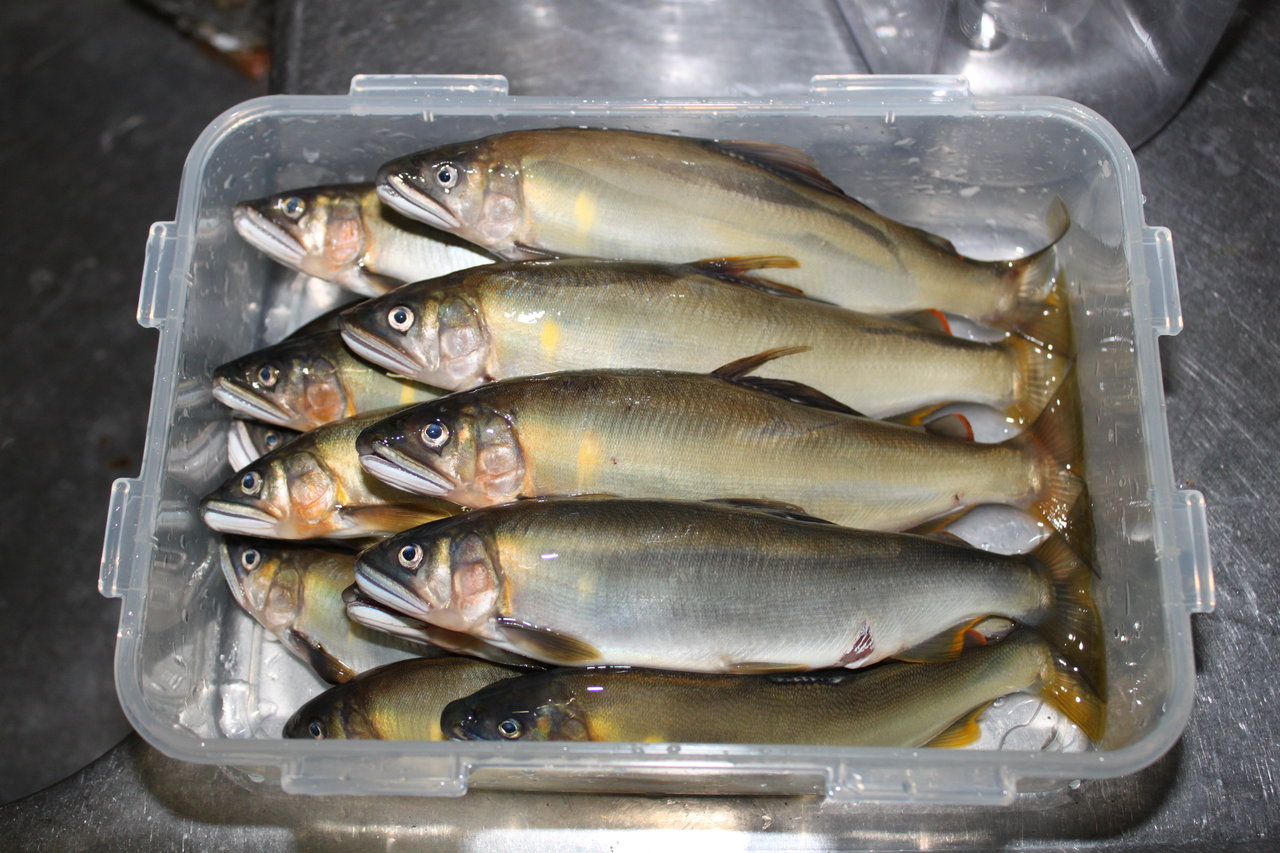 鮎の塩焼き 炭火でじっくりと 和えびのわっ 誰得 なブログ