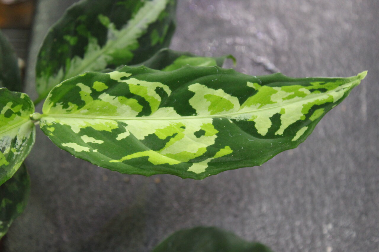 Delaz fleeのビフォーアフター : 和えびのわっ！ ～誰得!?なブログ～