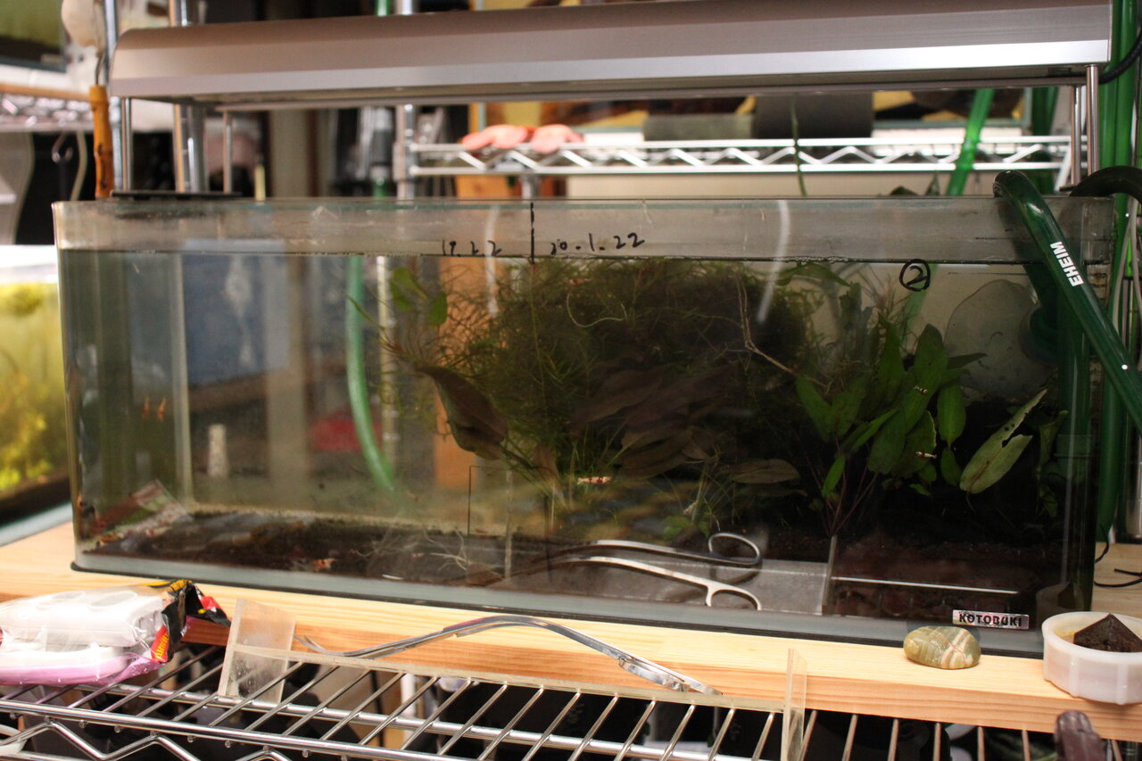 エビ水槽半リセット : 和えびのわっ！ ～誰得!?なブログ～