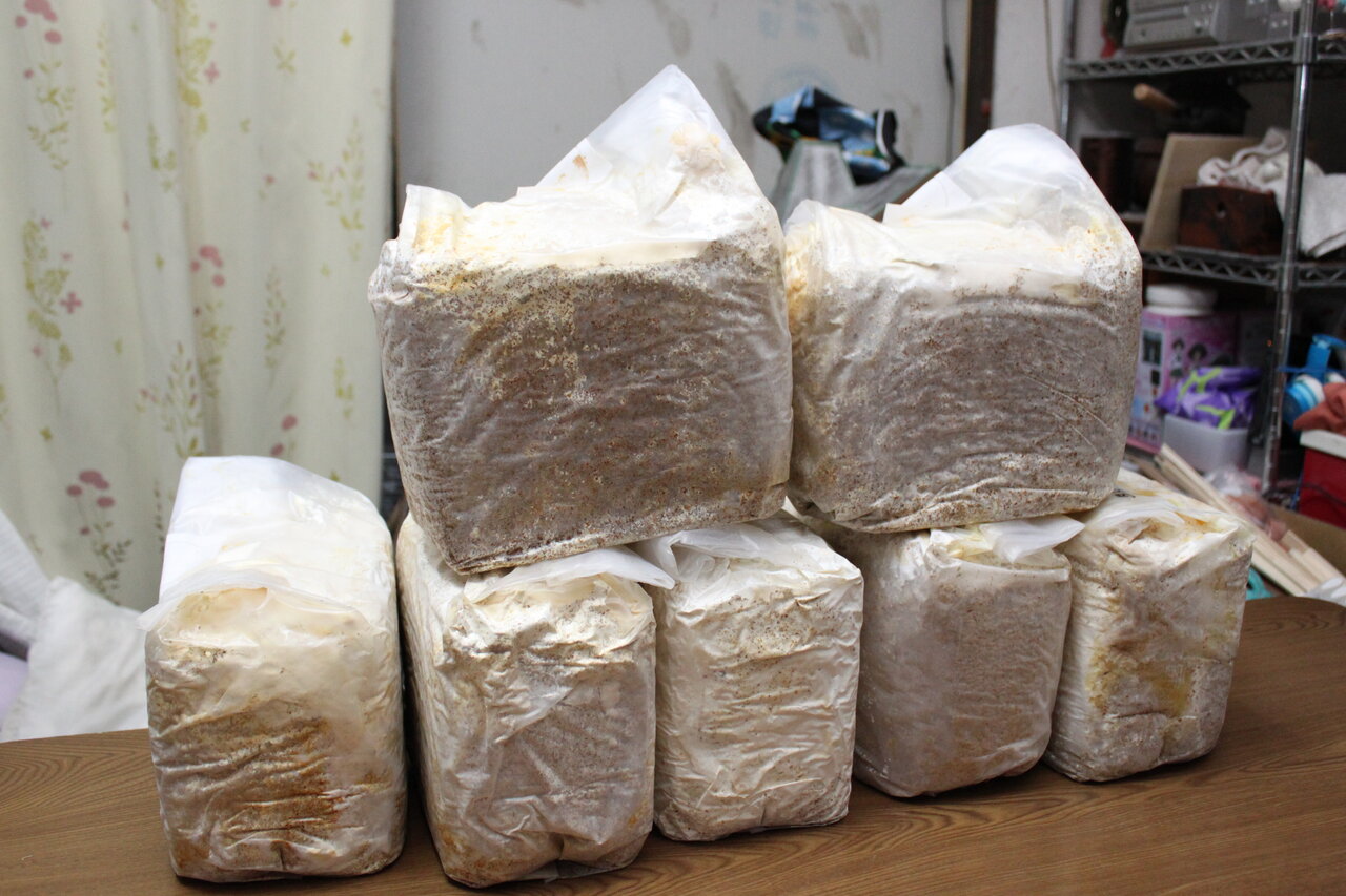 余った菌糸ブロックでキノコ栽培 私 キノコになります 和えびのわっ 誰得 なブログ