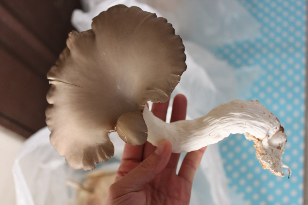 余った菌糸ブロックでキノコ栽培 私 キノコになります 和えびのわっ 誰得 なブログ