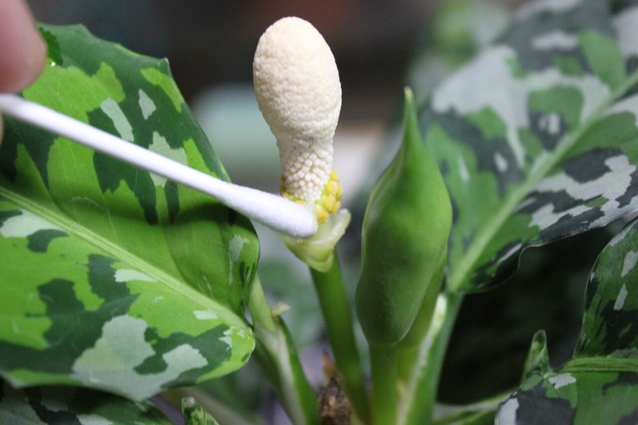 実生チャレンジ 受粉編 和えびのわっ 誰得 なブログ