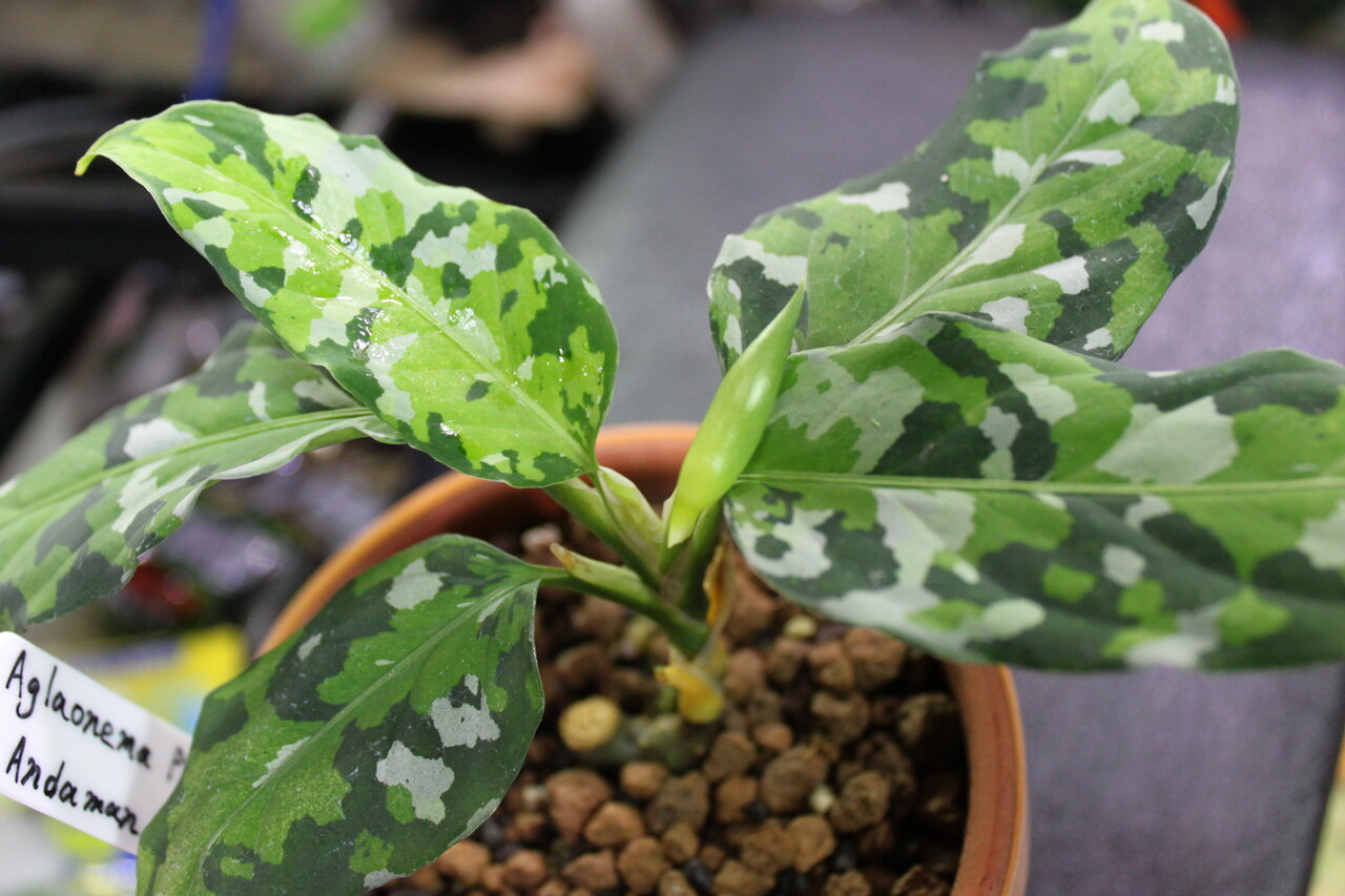 白玉ちゃん1号 用土入れ替え 和えびのわっ 誰得 なブログ