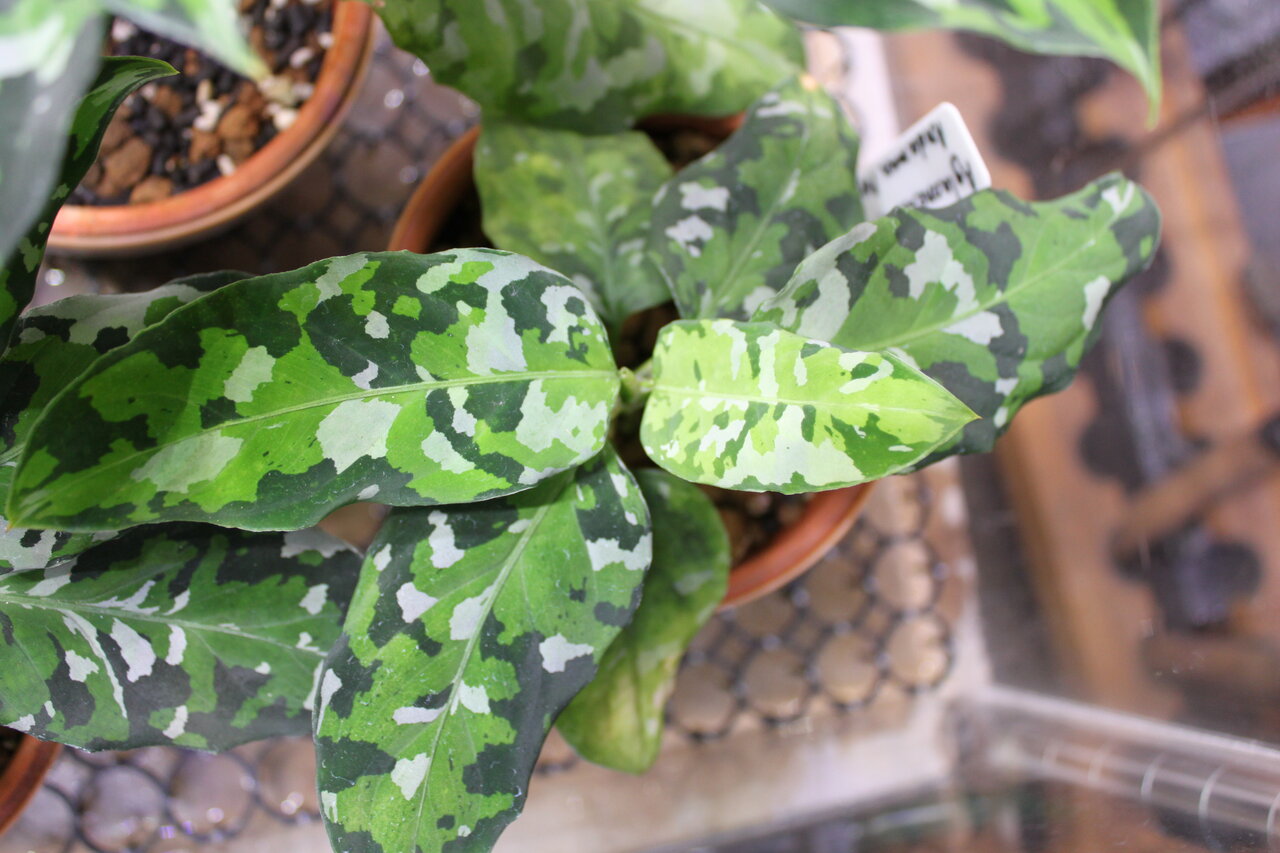 さ て 今週のアグラオネマは 和えびのわっ 誰得 なブログ