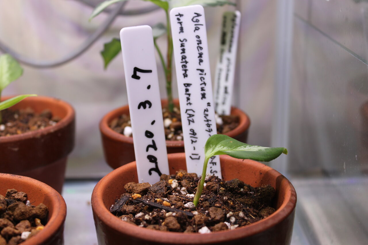 アグラオネマ　白玉 アグラオネマ ピクタム マルチカラー“白玉DFS” - Botanic