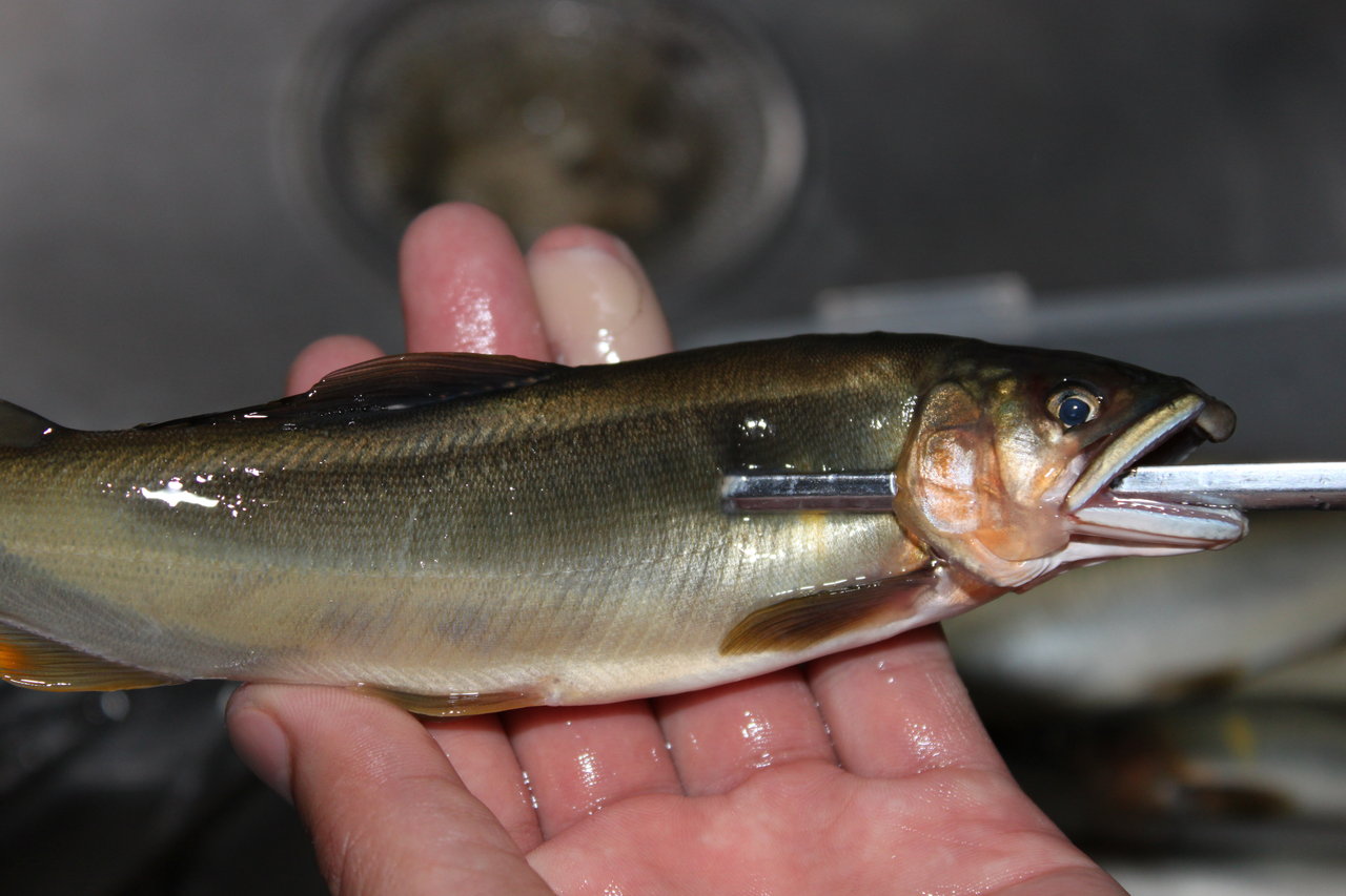 鮎の塩焼き 炭火でじっくりと 和えびのわっ 誰得 なブログ