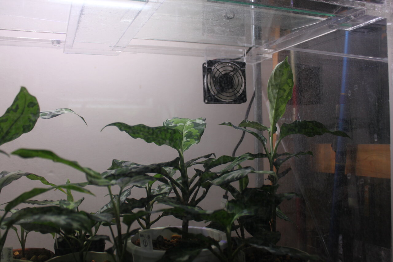 湿度高めで管理すると葉が大きくなるってホント 和えびのわっ 誰得 なブログ