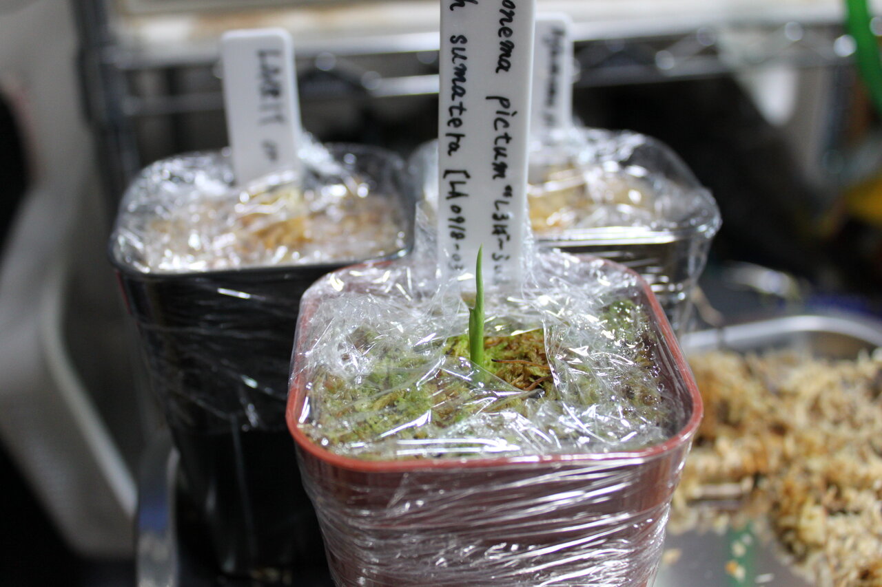 アグラオネマ ラプラス AZ0213-5c 箱個体 : 和えびのわっ！ ～誰得!?な