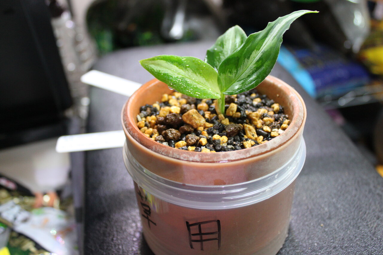 白玉ちゃん1号 用土入れ替え 和えびのわっ 誰得 なブログ