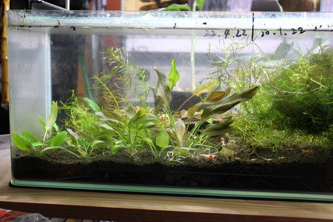 エビ水槽、そのまま譲ります エビ水槽半リセット : 和えびのわっ！ ～誰得!?なブログ～