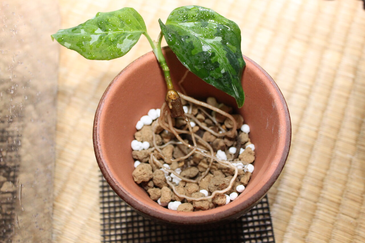 アグラオネマ ピクタム トリカラー Saga 和えびのわっ 誰得 なブログ