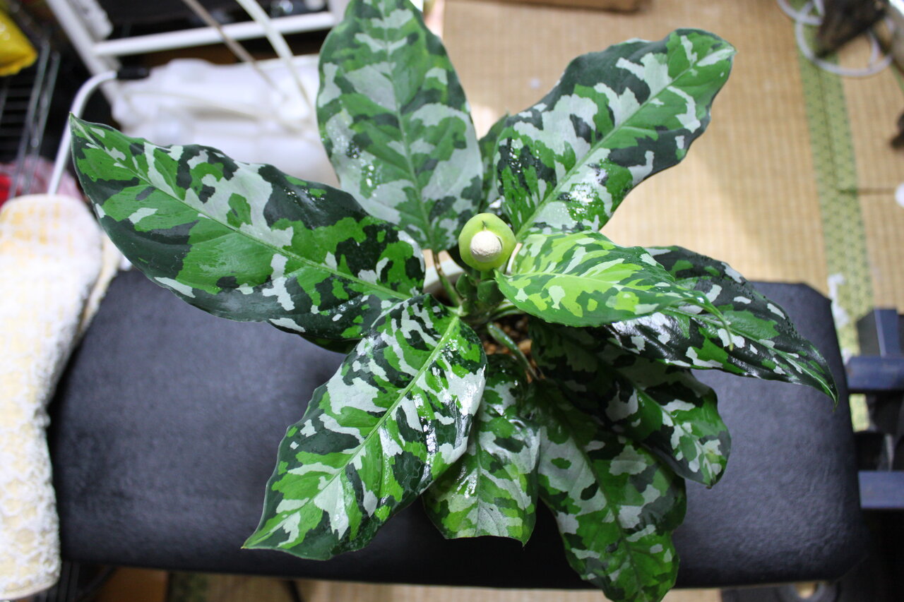 実生チャレンジ 花粉取り編 和えびのわっ 誰得 なブログ 実生チャレンジ 花粉取り編 和えびのわっ 誰得 なブログ