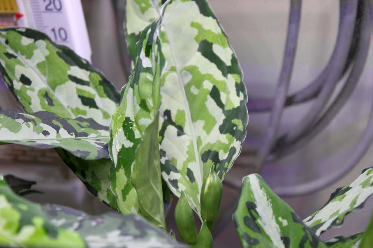 実生チャレンジ 花粉取り編 和えびのわっ 誰得 なブログ