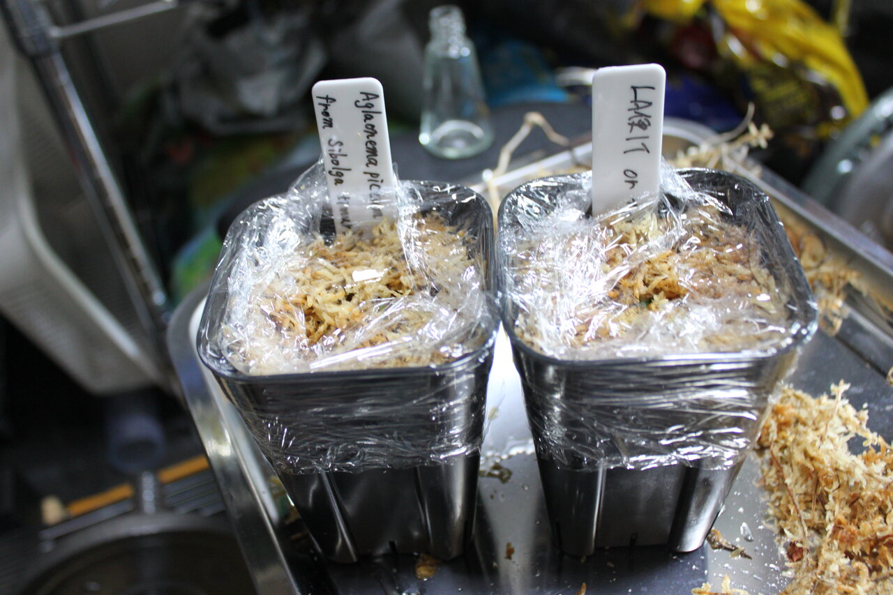 アグラオネマ ラプラス AZ0213-5c 箱個体 : 和えびのわっ! ~誰 アグラオネマ ラプラス AZ0213-5c 箱個体 : 和えびのわっ! ~誰