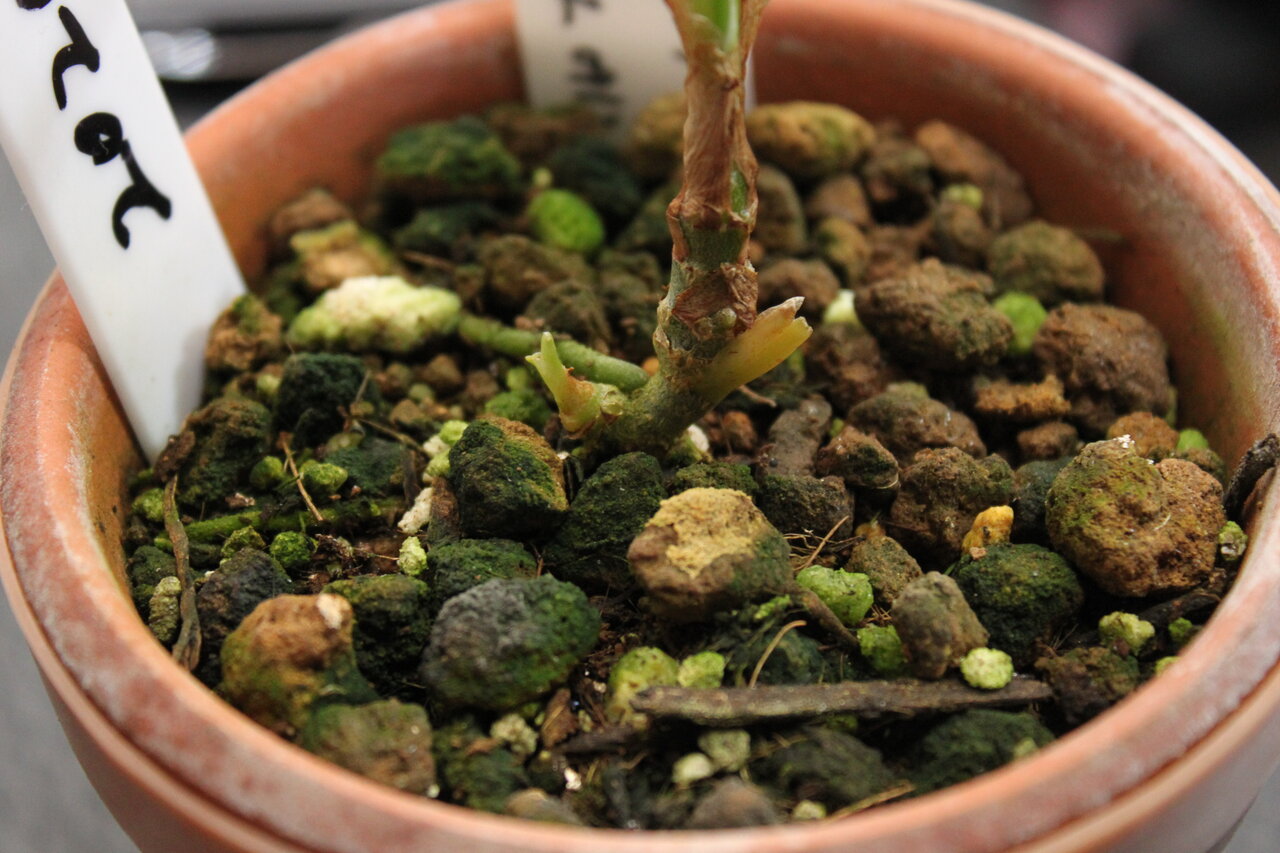 白玉ちゃん1号 用土入れ替え 和えびのわっ 誰得 なブログ