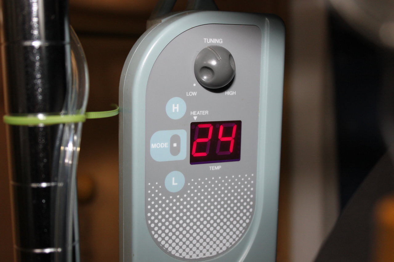 タイガーロータスレッドの状況が 和えびのわっ 誰得 なブログ