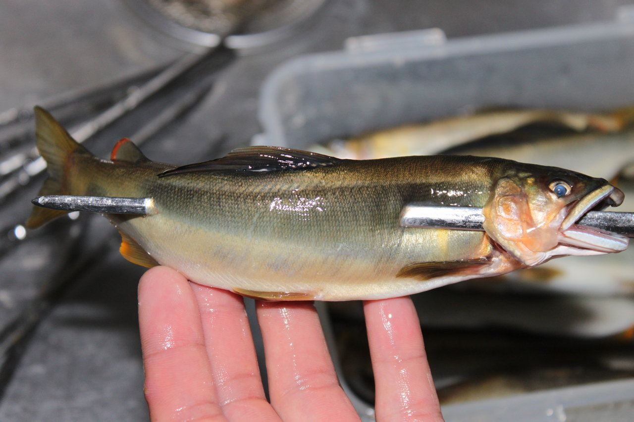 鮎の塩焼き 炭火でじっくりと 和えびのわっ 誰得 なブログ