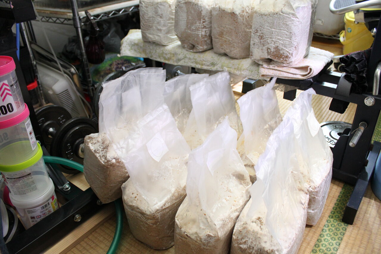 菌糸ブロック届いたので詰めてみます 和えびのわっ 誰得 なブログ 菌糸ブロック届いたので詰めてみます 和えびのわっ 誰得 なブログ