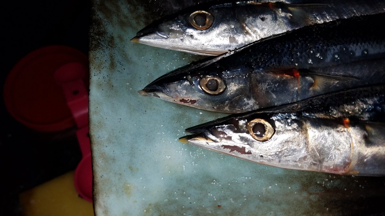 秋の魚と言えば 和えびのわっ 誰得 なブログ 秋の魚と言えば 和えびのわっ 誰得 なブログ