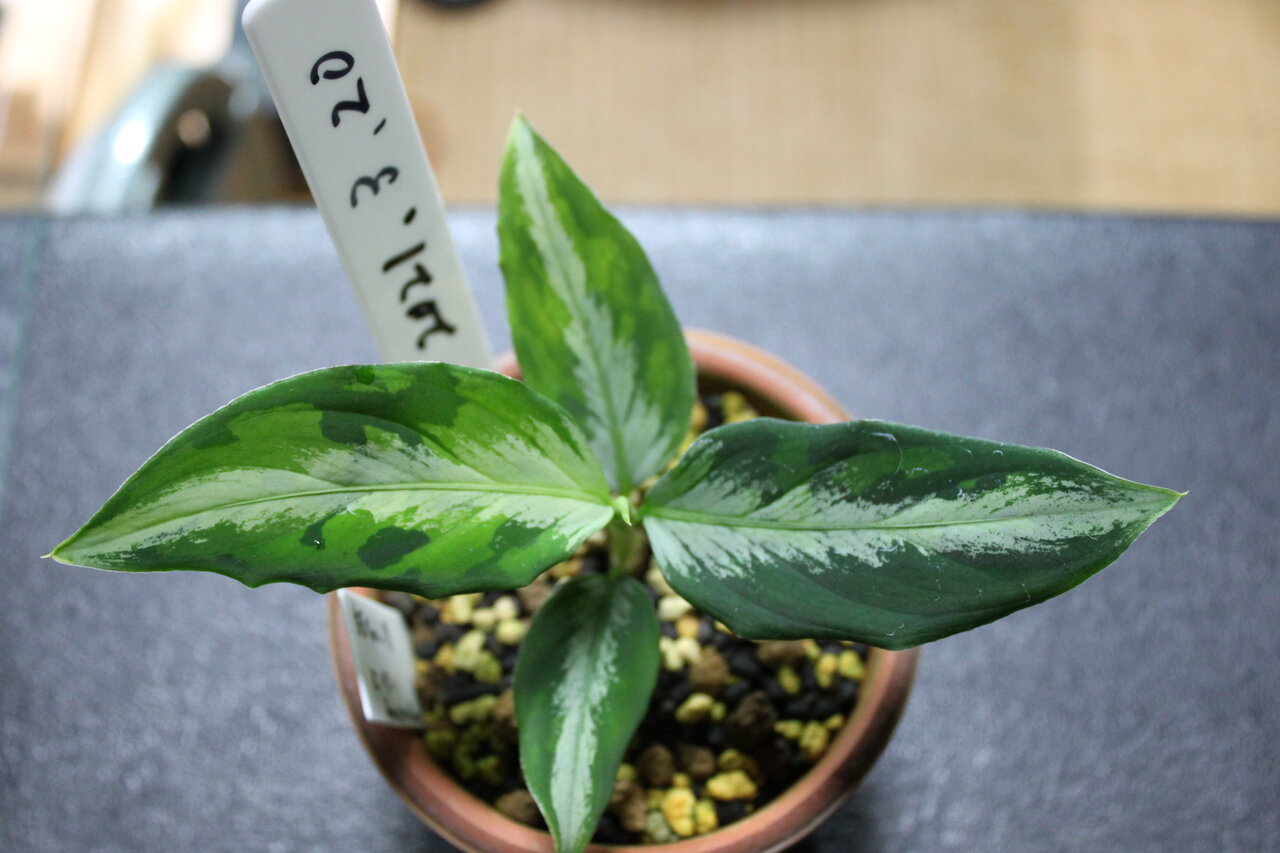 22特集 アグラオネマ ピクタム 白玉 植物 観葉植物