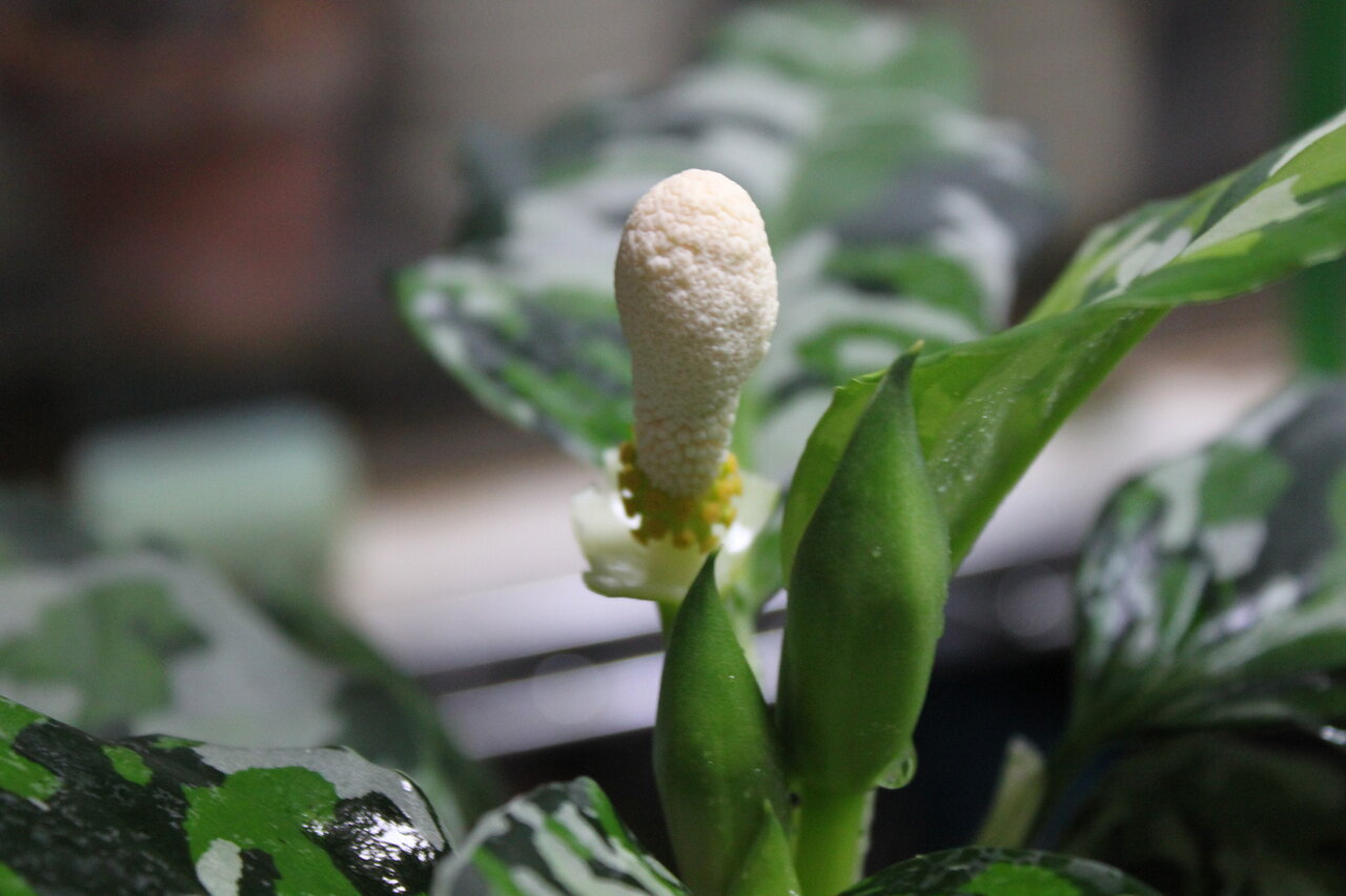 実生チャレンジ 花粉取り編 和えびのわっ 誰得 なブログ