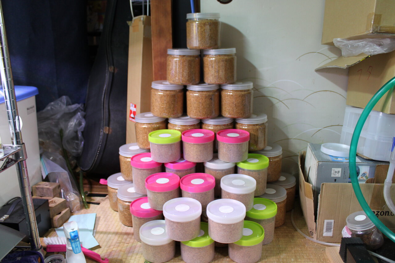 菌糸ブロック届いたので詰めてみます 和えびのわっ 誰得 なブログ 菌糸ブロック届いたので詰めてみます 和えびのわっ 誰得 なブログ