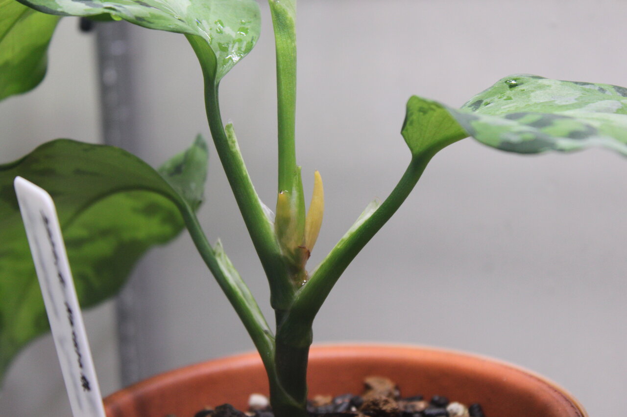 アンダマンの花芽 和えびのわっ 誰得 なブログ