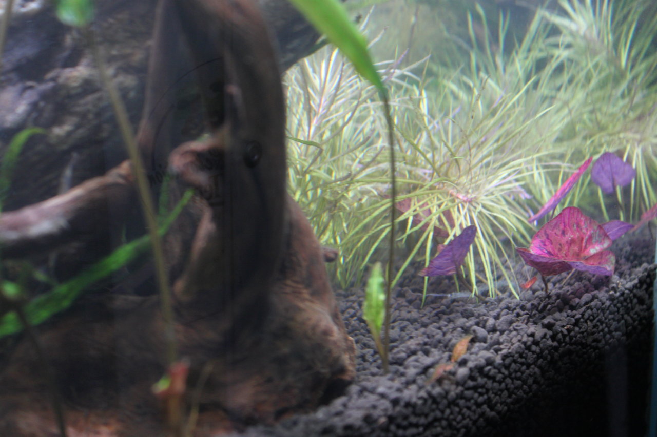 熱帯魚の導入の仕方と水合わせ 和えびのわっ 誰得 なブログ 熱帯魚の導入の仕方と水合わせ 和えびのわっ 誰得 なブログ