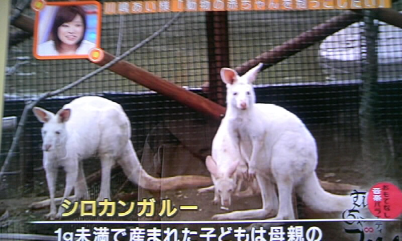 むちゃ ブリ 可愛い動物の赤ちゃん富士サファリパーク編 カワシンの素