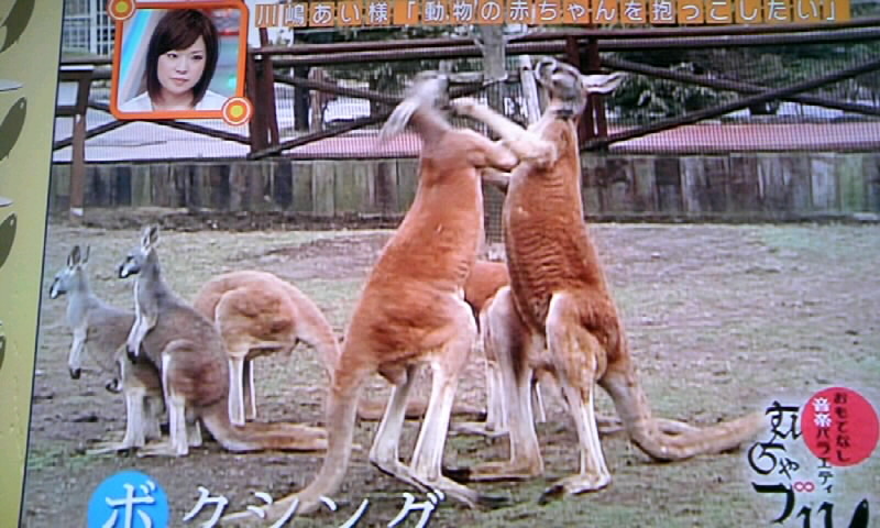 むちゃ ブリ 可愛い動物の赤ちゃん富士サファリパーク編 カワシンの素