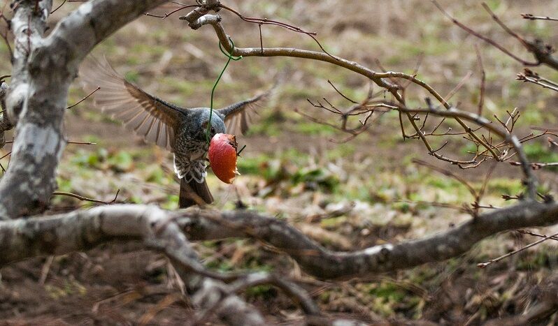 ヒヨドリ Vs ムクドリ ヒデジーの気ままな撮影日記 ヒヨドリ Vs ムクドリ ヒデジーの気ままな撮影日記