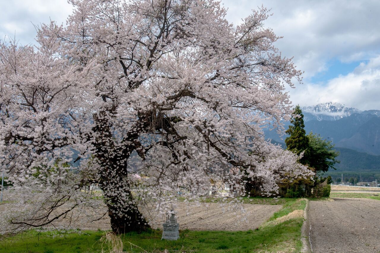 桜前線を追いかけて・・・ : ヒデジーの気ままな撮影日記