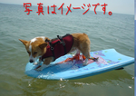100824WakeBoard