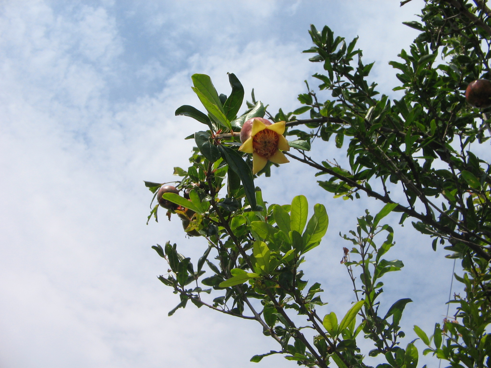 柘榴の果実 赤穂四十七士墓 新泉岳寺 1 正見行脚