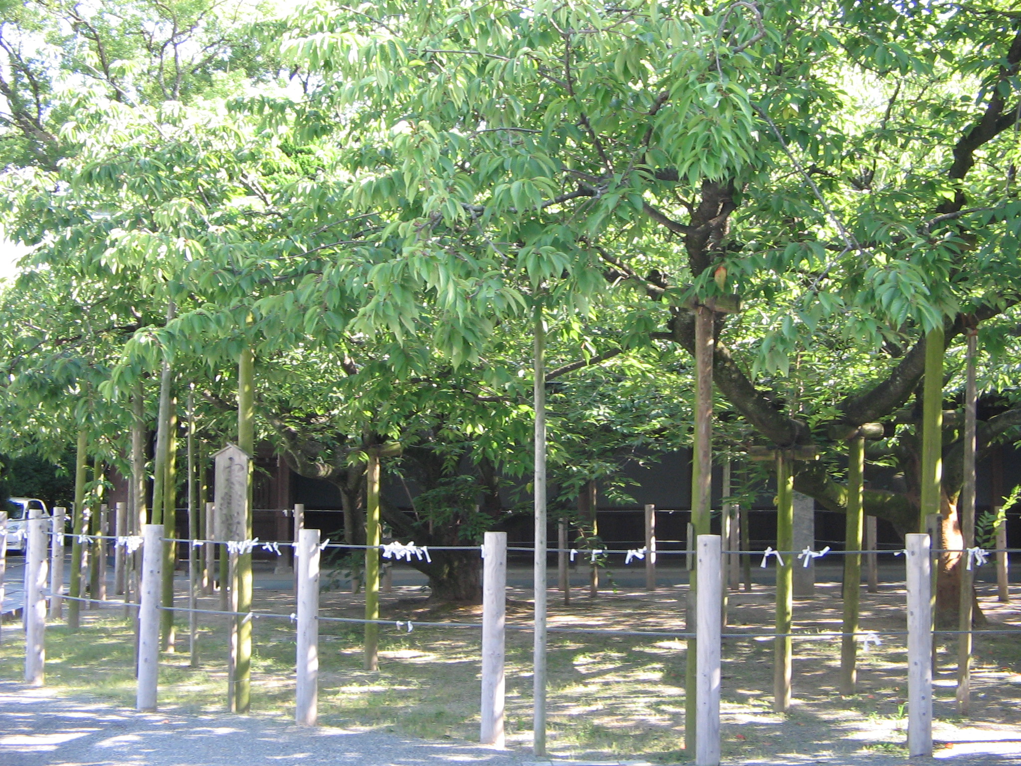 心に封印していた宮地嶽神社の 寒緋桜 正見行脚