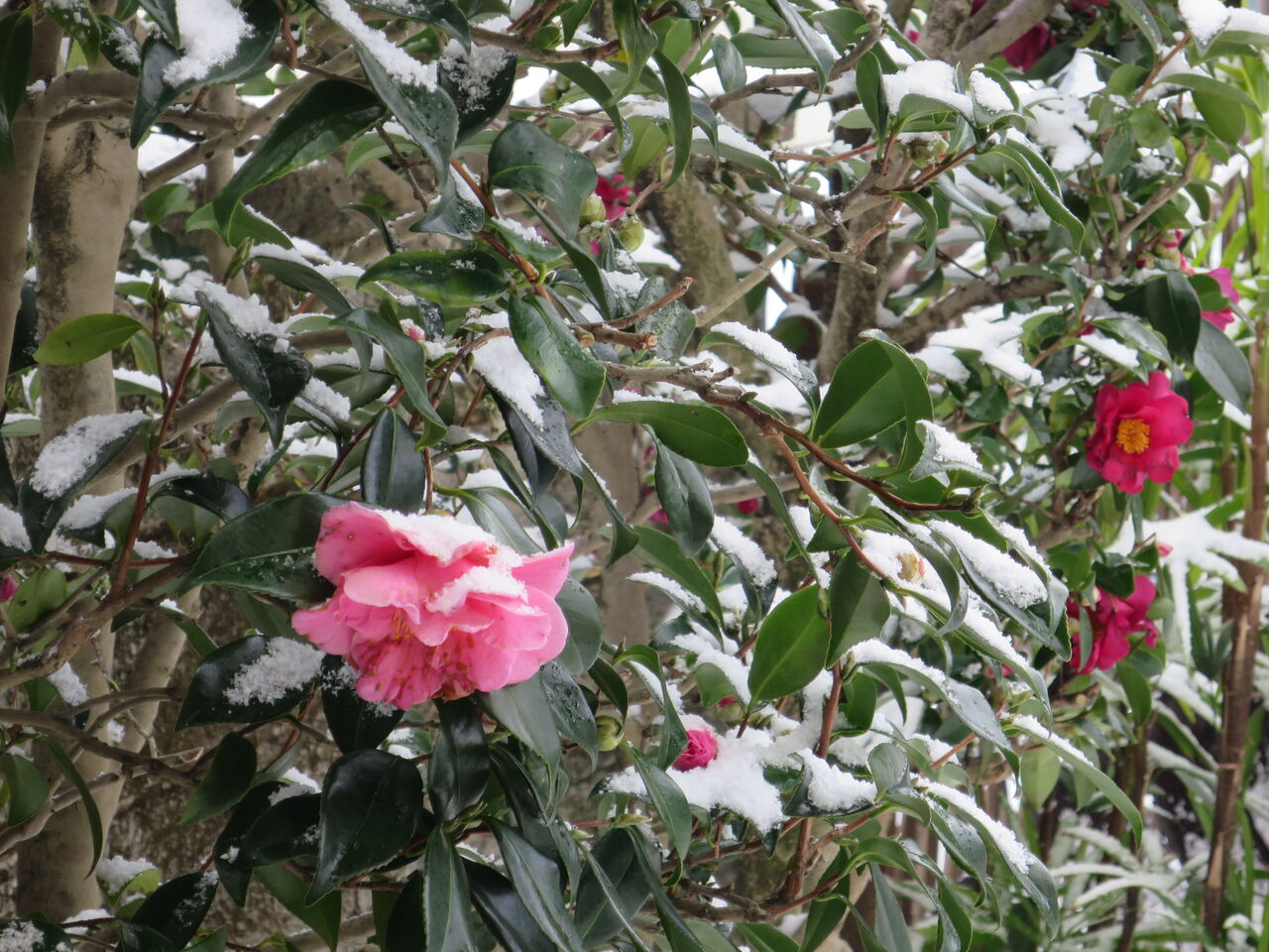 雪椿 雪の日 庭の椿は今一つ 正見行脚