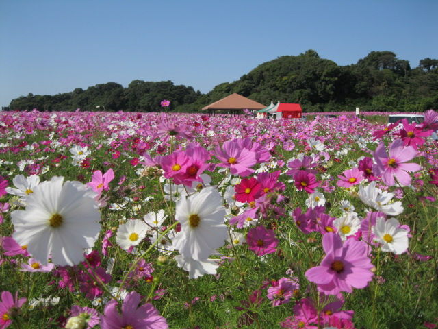 福津市コスモスロード見学 正見行脚