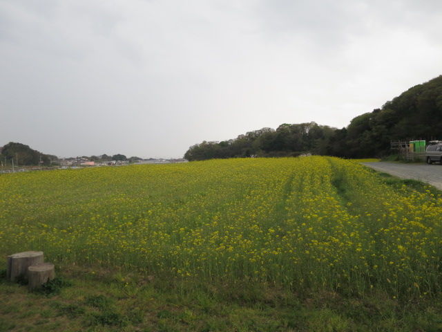 西郷川花園 菜の花 全開 福津市 正見行脚